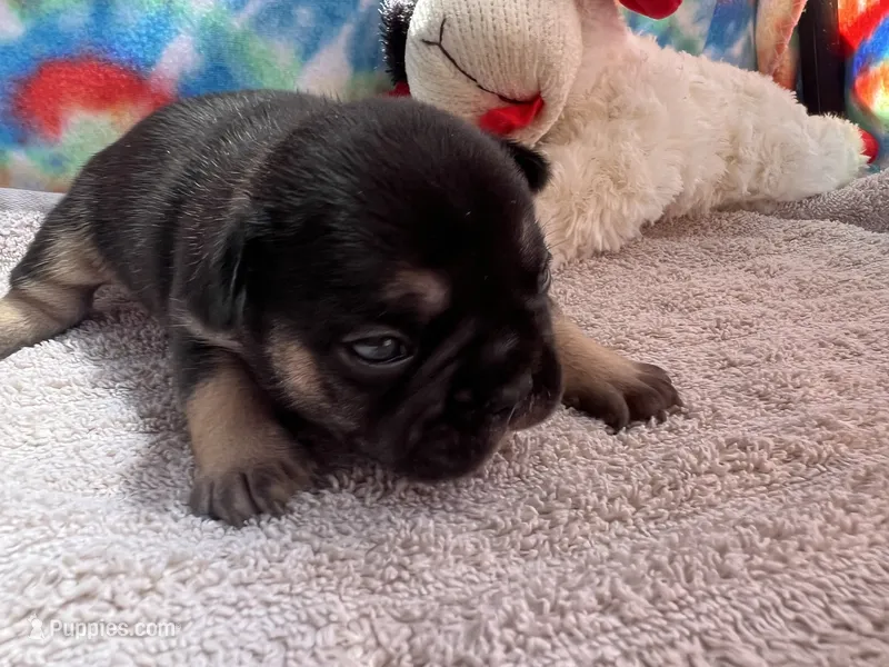 (Felix)ofad parents – French Bulldog puppy for sale in West Plains, MO