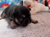 (Felix)ofad parents, a male French Bulldog for sale in West Plains, MO – 1 of 8