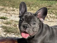 Bloom ofad parents, a female French Bulldog for sale in West Plains, MO – 3 of 10