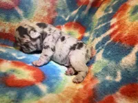 (Romeo) ofad parents , a male French Bulldog for sale in West Plains, MO – 3 of 7