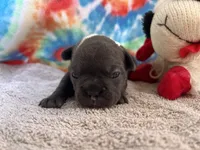 Bloom (ofad parents), a female French Bulldog for sale in West Plains, MO – 8 of 10