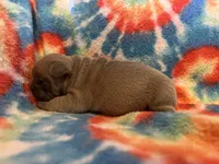 (Max) ofad parents , a male French Bulldog for sale in West Plains, MO – 4 of 7