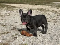 Bloom ofad parents, a female French Bulldog for sale in West Plains, MO – 5 of 10