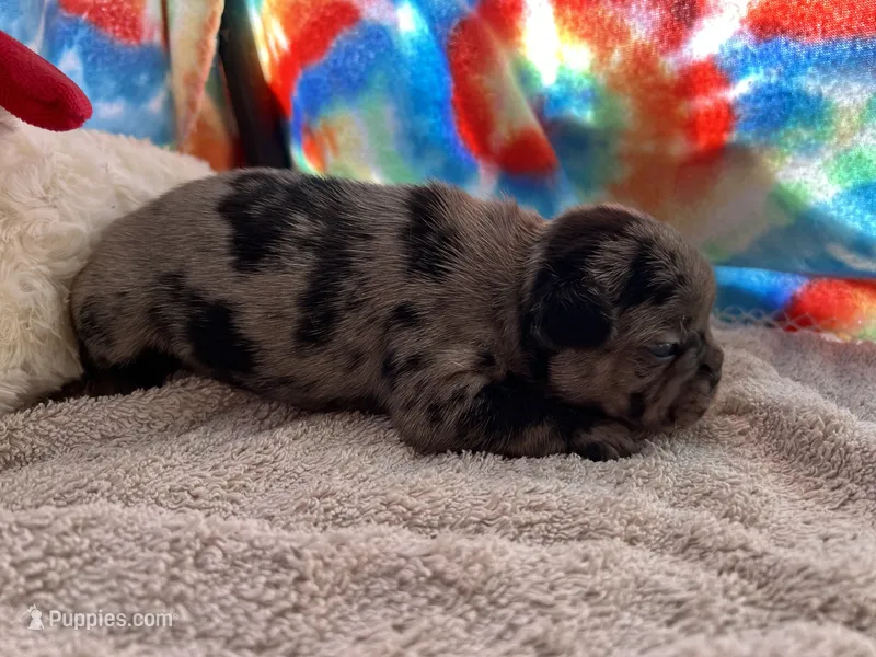 Fanny (ofad parents) – French Bulldog puppy for sale in West Plains, MO