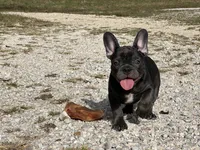 Bloom ofad parents, a female French Bulldog for sale in West Plains, MO – 10 of 10