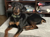 Phoenix, a female Rottweiler for sale in Lawton, OK – 3 of 3