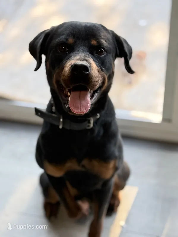 Phoenix – Rottweiler puppy for sale in Lawton, OK