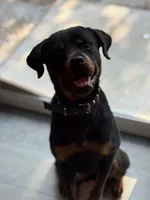 Phoenix, a female Rottweiler for sale in Lawton, OK – 2 of 3