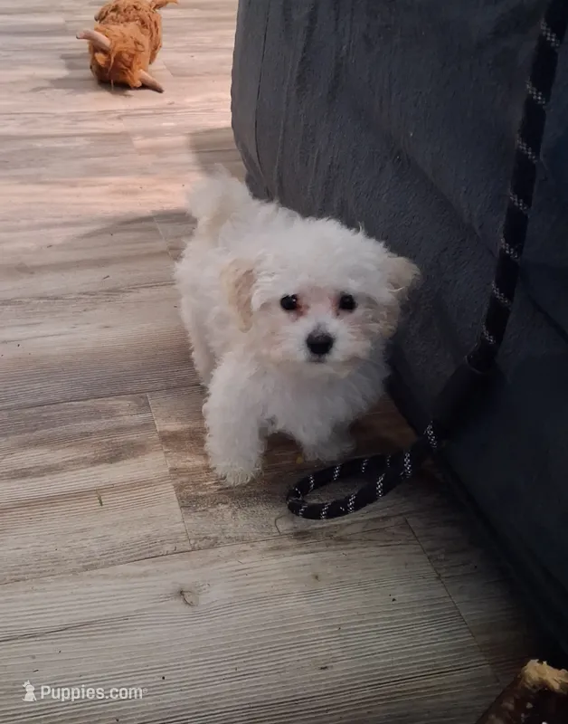 Louie – Maltipoo puppy for sale in Franklinton, NC
