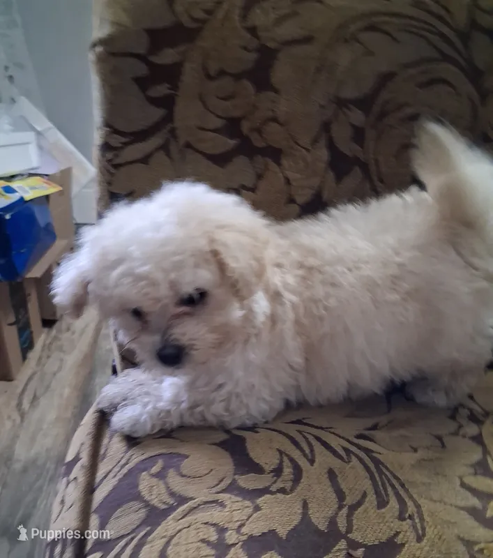 Mr Black – Maltipoo puppy for sale in Franklinton, NC