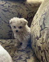 Bella, a male Maltipoo for sale in Franklinton, NC – 1 of 4