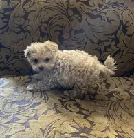 Bella, a male Maltipoo for sale in Franklinton, NC – 3 of 4