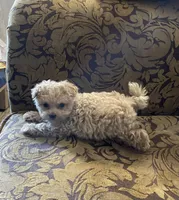 Bella, a male Maltipoo for sale in Franklinton, NC – 2 of 4