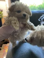 Bella, a male Maltipoo for sale in Franklinton, NC – 4 of 4