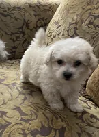 Blue, a male Maltipoo for sale in Franklinton, NC – 2 of 3