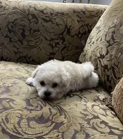 Blue, a male Maltipoo for sale in Franklinton, NC – 3 of 3