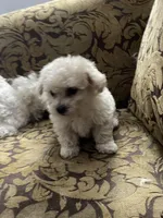 Blue, a male Maltipoo for sale in Franklinton, NC – 1 of 3