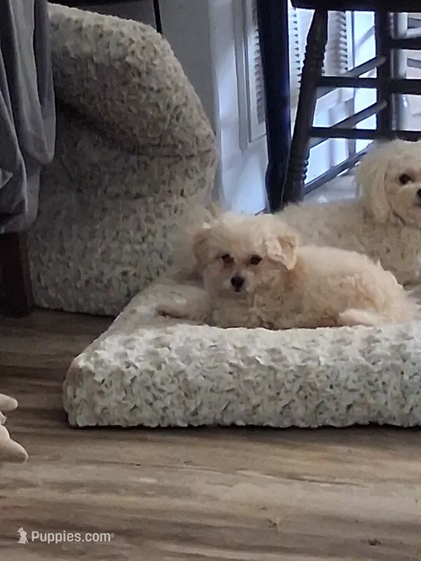 Ozzie – Maltipoo puppy for sale in Franklinton, NC