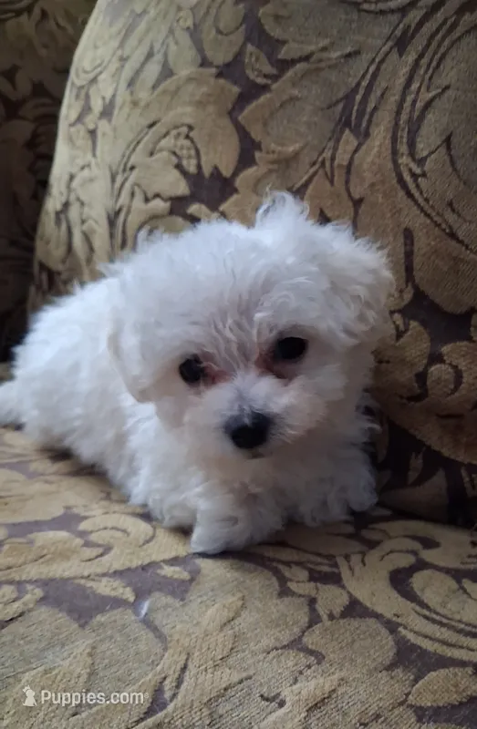 Louie – Maltipoo puppy for sale in Franklinton, NC