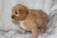 Puppy 1 , a male Cavapoo for sale in Elkhart, IN – 5 of 10
