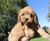 Puppy 2, a male Cavapoo for sale in Elkhart, IN – 2 of 7