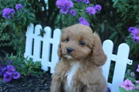 Puppy 3, a female Cavapoo for sale in Elkhart, IN – 2 of 6