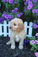 Puppy 5 , a female Cavapoo for sale in Elkhart, IN – 3 of 6