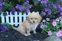 Puppy 4 , a female Cavapoo for sale in Elkhart, IN – 6 of 6