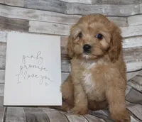 Puppy 1 , a male Cavapoo for sale in Elkhart, IN – 8 of 10