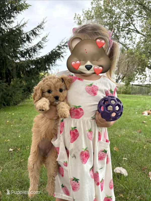 Puppy 4  – Cavapoo puppy for sale in Elkhart, IN
