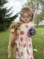 Beauty, a female Cavapoo for sale in Elkhart, IN – 1 of 7