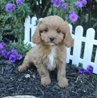 Puppy 3, a female Cavapoo for sale in Elkhart, IN – 4 of 6