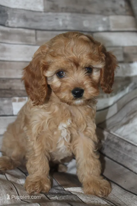 Puppy 2 – Cavapoo puppy for sale in Elkhart, IN
