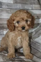 Puppy 2, a male Cavapoo for sale in Elkhart, IN – 7 of 7