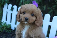 Puppy 3, a female Cavapoo for sale in Elkhart, IN – 1 of 6