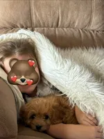 Puppy 1 , a male Cavapoo for sale in Elkhart, IN – 9 of 10