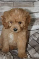 Puppy 1 , a male Cavapoo for sale in Elkhart, IN – 7 of 10