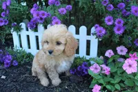 Puppy 4 , a female Cavapoo for sale in Elkhart, IN – 5 of 6