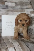 Puppy 2, a male Cavapoo for sale in Elkhart, IN – 5 of 7