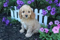 Puppy 5 , a female Cavapoo for sale in Elkhart, IN – 2 of 6