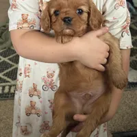 Amour , a male Cavalier King Charles Spaniel for sale in Elkhart, IN – Photo 3 of 8