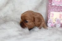 Amour , a male Cavalier King Charles Spaniel for sale in Elkhart, IN – Photo 5 of 8