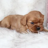 Amour , a male Cavalier King Charles Spaniel for sale in Elkhart, IN – Photo 5 of 8