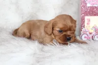 Amour , a male Cavalier King Charles Spaniel for sale in Elkhart, IN – Photo 3 of 8
