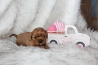 Amour , a male Cavalier King Charles Spaniel for sale in Elkhart, IN – Photo 6 of 8