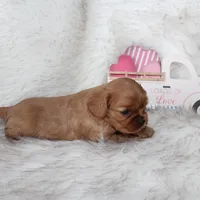 Amour , a male Cavalier King Charles Spaniel for sale in Elkhart, IN – Photo 7 of 8