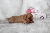 Amour , a male Cavalier King Charles Spaniel for sale in Elkhart, IN – Photo 7 of 8