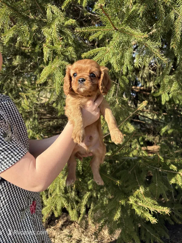 Amour  – Cavalier King Charles Spaniel puppy for sale in Elkhart, IN