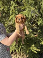 Amour , a male Cavalier King Charles Spaniel for sale in Elkhart, IN – Photo 2 of 8