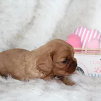 Amour , a male Cavalier King Charles Spaniel for sale in Elkhart, IN – Photo 4 of 8